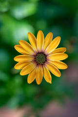 Yellow orange blooming flower closeup shot on green vertical background. - 763821718