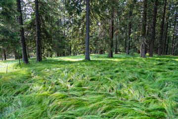  Coniferous forest with lush green grass undergrowth. - 763821901