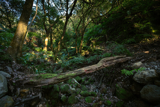 Sunlight goes into the forest full of trees and fern, in Yangmingshan National Park, Taipei, Taiwan.
