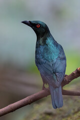 Asian fairy-bluebird (Irena puella)