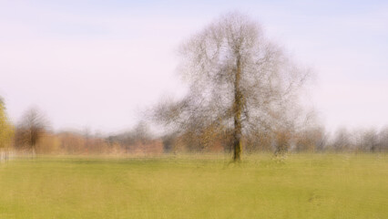 Obraz na płótnie Canvas Tree Multiple exposures