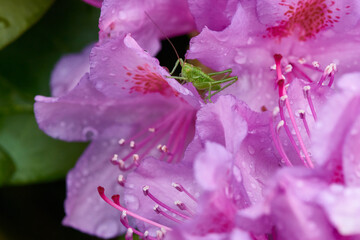 Rhododendron Blüten im Frühjahr	 - 763823190