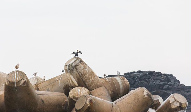 A flock of birds resting on a tetrapod. Larus, seagull, cormorant, Phalacrocorax capillatus