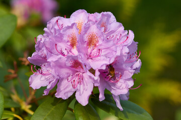 Rhododendron Blüten im Frühjahr	 - 763823509