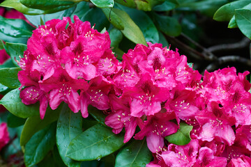 Rhododendron Blüten im Frühjahr	 - 763823732
