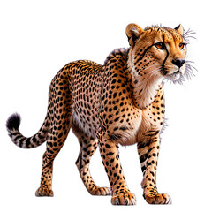 cheetah isolated transparent background PNG ai generated