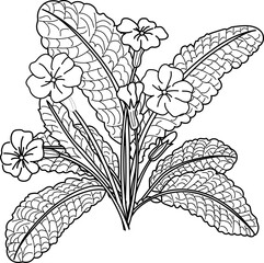 Clump of Primrose Flowers with Leaves and Blossoms