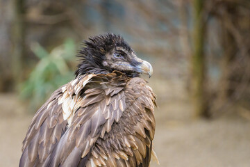 Portrait of a young Bearded Vulture in a zoo