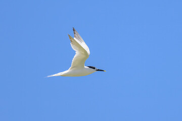 Fototapeta na wymiar A sandwich tern in flight blue sky