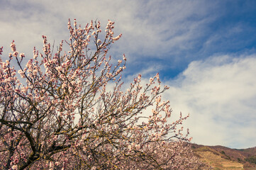 Apricot trees during spring time in Wachau valley, Austria - 763827352