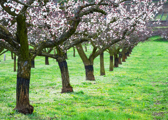 Beautiful apricot trees in full bloom in Wachau, Austria.