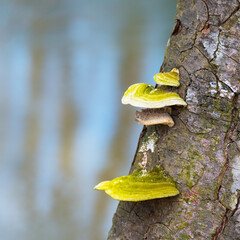 A green fungus growing on a tree trunk - 763827503