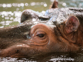 Closeup portrait of a Hippo in a zoo