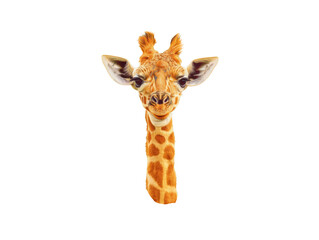 giraffe white and clean background transparent isolated