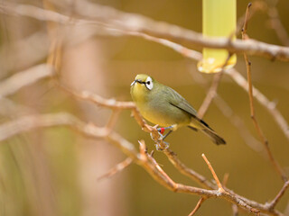 A Kilimanjaro White Eye sitting on a branch