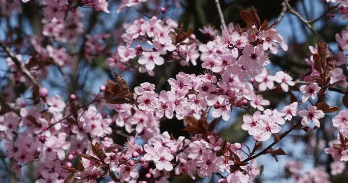 (Prunus cerasifera) Clusters of attractive pinkish flowers with protruding stamens of Purple-Leaved Cherry Plum tree on branches swaying slightly in the wind bearing purple to burgundy leaves 