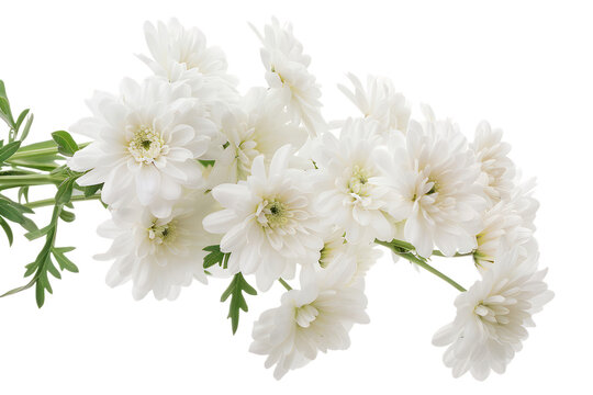PNG Bunch of white flowers blooming plant petals on transparent background