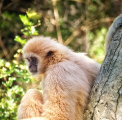 Gibbon