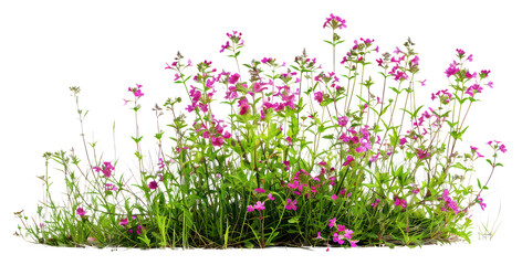 PNG Herbaceous plants flowers bushes wild flowers. with a transparent background - obrazy, fototapety, plakaty