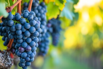 Ripe grape bunches signal autumn winemaking season. Generative AI - obrazy, fototapety, plakaty
