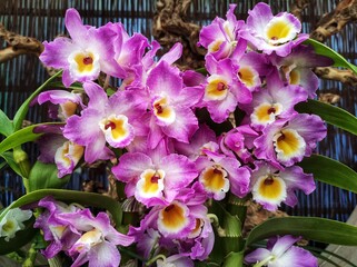 Dendrobium Nobile Orchid Hybrid is blooming 