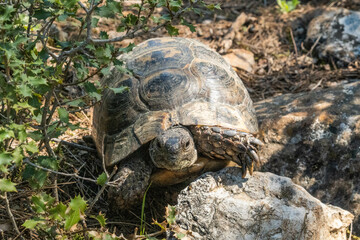 Greek tortoises (Testudo graeca) on the Lycian Way, Antalya, Turkey