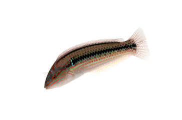 キュウセン　オス　釣りの魚　白バック