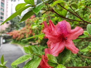 Rhododendron spp or Azalea flowers are a type of flower with striking and varied colors.