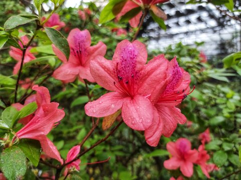 Rhododendron spp or Azalea flowers are a type of flower with striking and varied colors.
