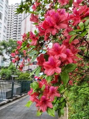 Rhododendron spp or Azalea flowers are a type of flower with striking and varied colors.