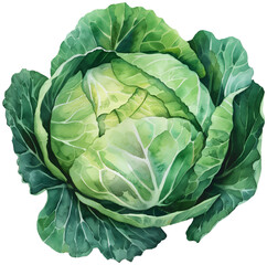 Cabbage in Watercolor on Transparent Background