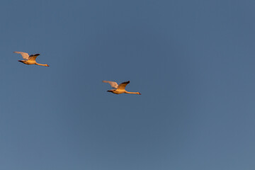 birds flying in the sky