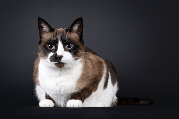 Senior Snowshoe cat, laying down side ways. Looking to camera. melanoma in eye. Isolated on a black...
