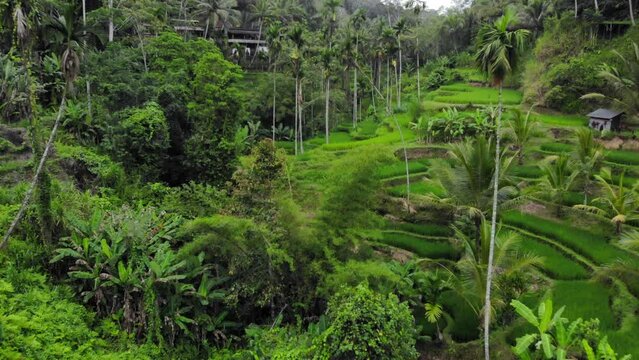 Aerial shot Of Tegallalang Rice Terraces and lush jungle In Gianyar, Bali, Indonesia. Dolly drone shot.