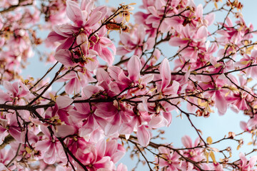 Magnolia on a blue background. A blooming pink magnolia on a blue background, blooming pink...