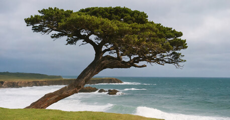 Solitary bent tree stands resilient against the windy coastal weather, symbolizing strength and endurance amidst the rough elements.