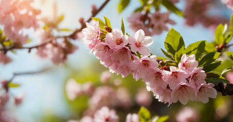 Close-up of pink almond blossoms against bright springtime sky, capturing the beauty of nature in bloom.