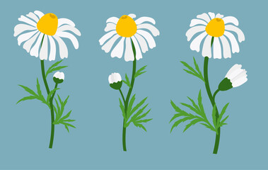Chamomile flower background.Eps 10 vector.
