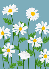 Daisy flower background.Eps 10 vector.