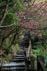 Cherry blossom full bloom, next to the hiking trail with white rocks and stair, focus on the flower, and background out of focus in purpose, in Jinguashi, New Taipei City, Taiwan.