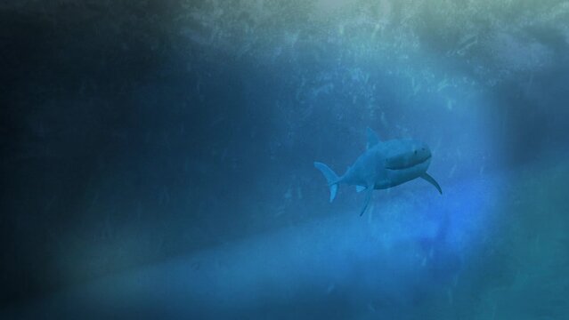 Shark swimming close to camera, shark swimming underwater, wild sea creature