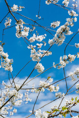 White cherry flowers on branches against the blue sky in the garden