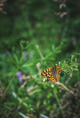A butterfly perched among the leaves