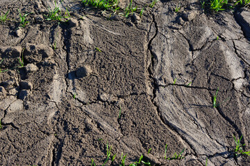 sample of cracked and dry soil with little green grass 