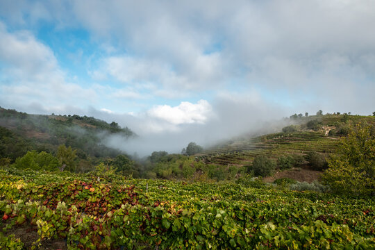 Retrato sereno de fazendas Rurais com vinhas nas encostas, num dia frio e nublado de outono
