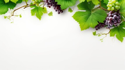 grapevine fruits and leaves as border on white background with copy space