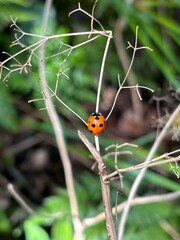 Lady Bug or Coccinellidae red bug with black dots on a dry plant and rainforest background in Anaga, Tenerife, Canary Islands, Spain 