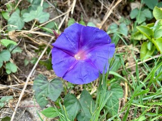 Ipomea indica or blue morning glory violet color flower isolated close-up in a green leaves and ground background in Anaga, Tenerife, Canary Islands, Spain 