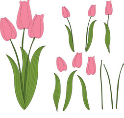Vector of three tulips in pink color with green stem and leaves