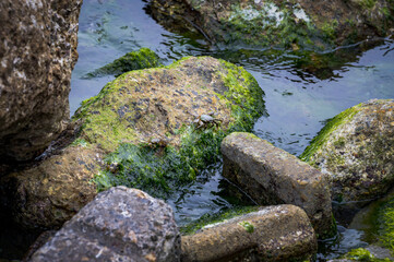 Two crabs searching food between intertidal zone, rocks covered by sea weeds, near the coastline, in Keelung city, Taiwan.